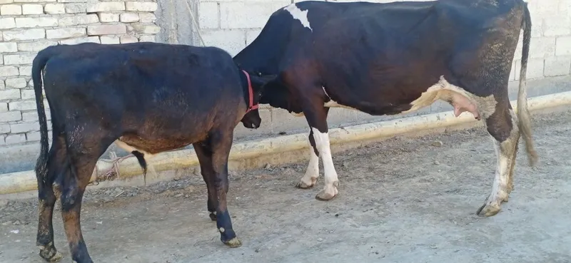 Ona bola sigirlar 7
