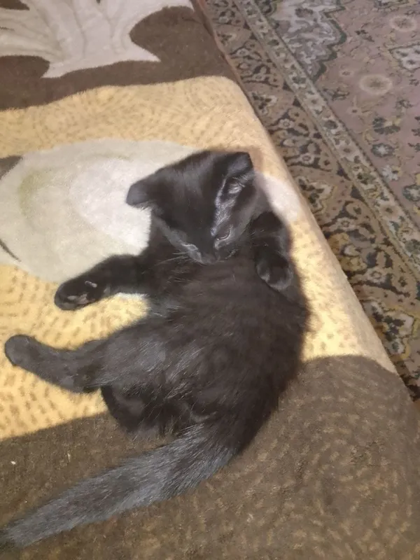 Отдам котенка в добрые руки — фото 2