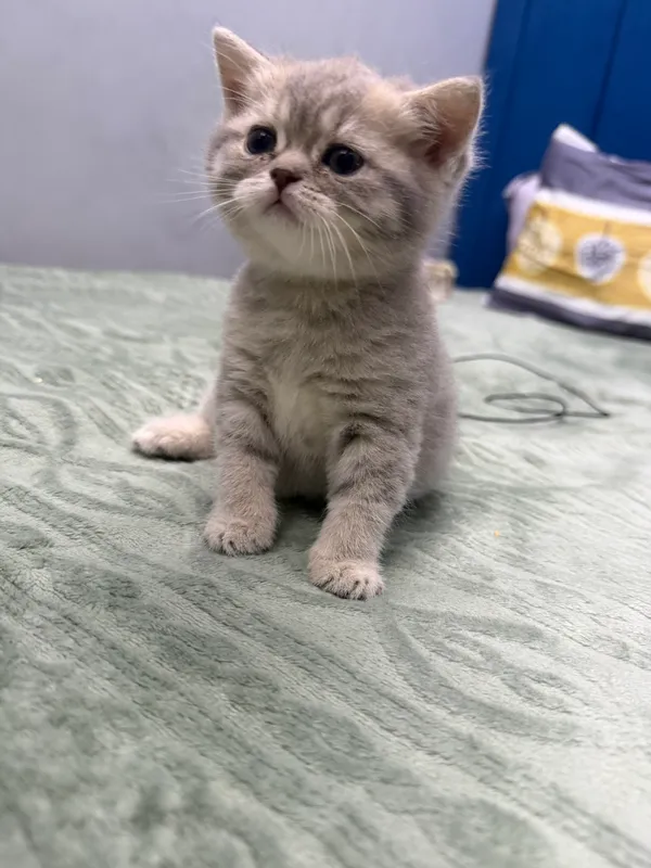 Котёнок