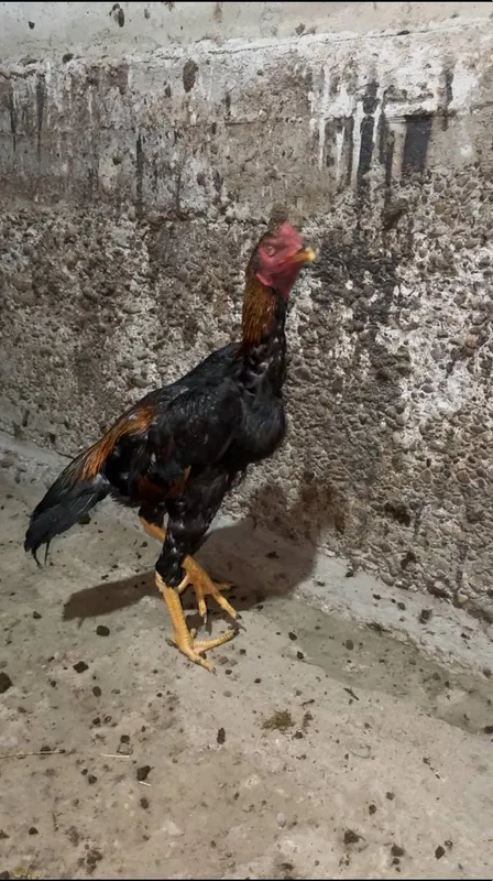 Xòroz aprelski 7 oylik