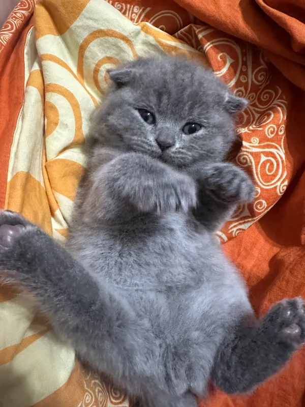 Скотиш фолд девочка мальчик 1