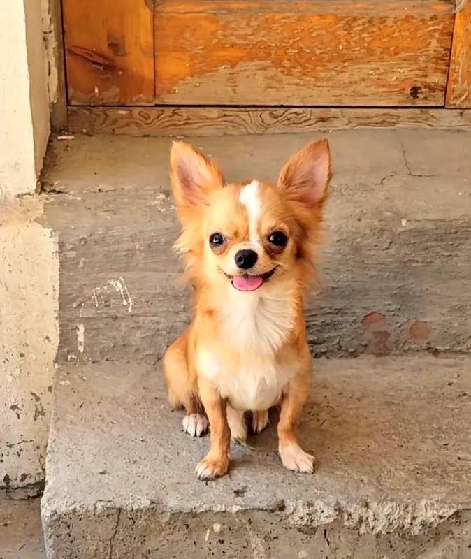 Uzun junli chihuahua, sarg‘ish erkak kuchukcha 1 Uzun junli chihuahua, sarg‘ish erkak kuchukcha 1