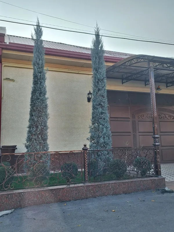 Arizonskiy kiparis Italyanskiy archalari sotiladi 3 Arizonskiy kiparis Italyanskiy archalari sotiladi 3