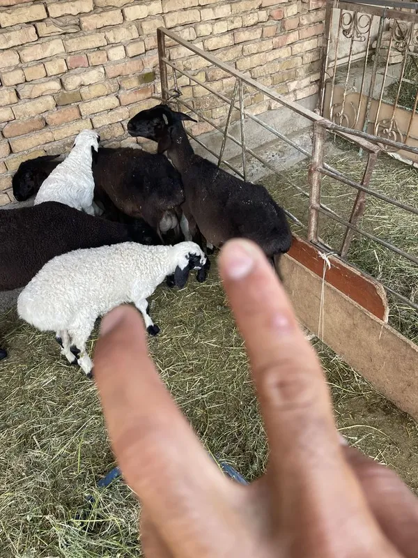 Она бола куй казоки екизтой 1 болали