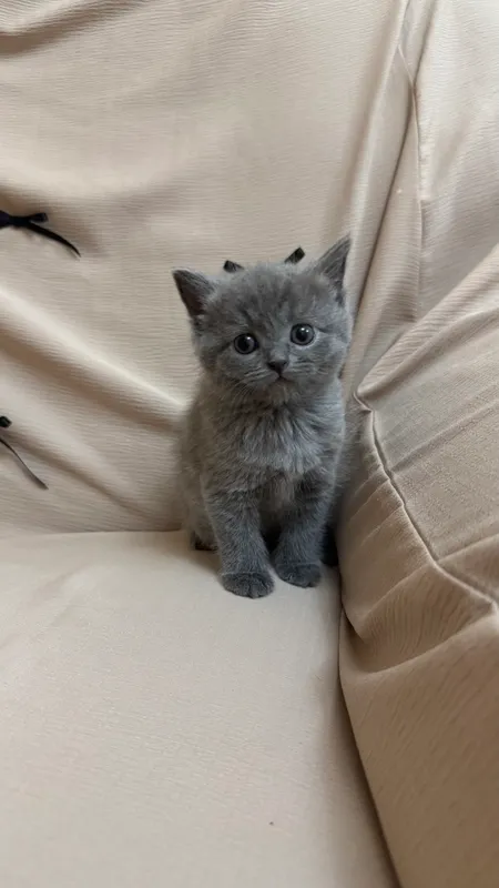 Кошки 1,5 меядцев мама и папа-скотиш страйт
