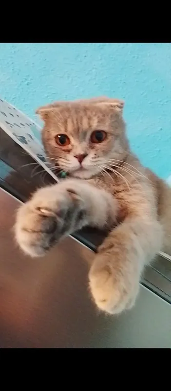 Scottish fold mushuk sotiladi!
