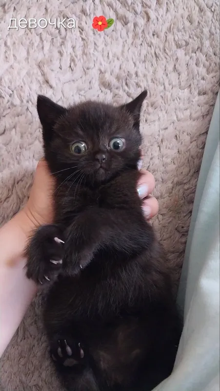 Срочно продаются котята британский чистакровные — фото 1