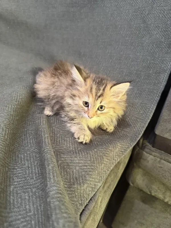 Котята Mushukcha sotiladi ko’rim yidi parodali — фото 4