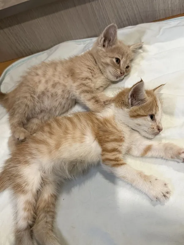 Отдам котят в добрые руки