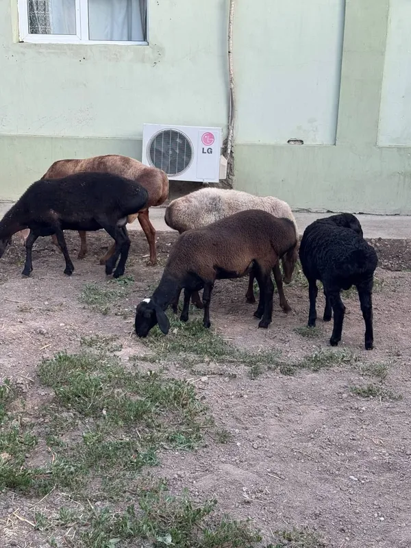 Она крйларимиз сотувда