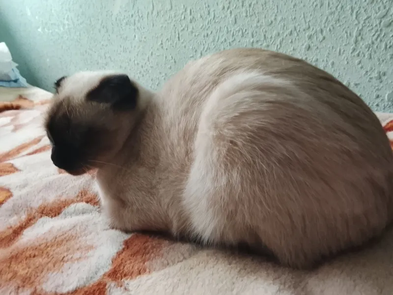 Сеамская кошка а также кот британской 2 Сеамская кошка а также кот британской 2