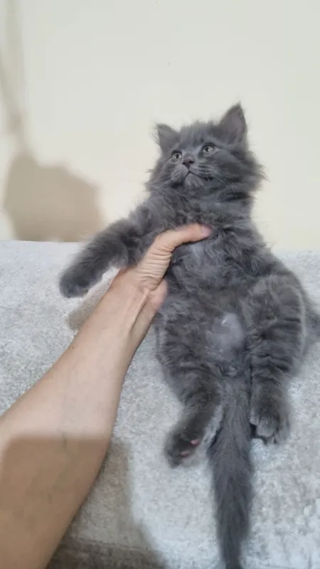 Шотландский фолд и Шотландский страйт 4