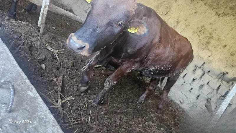 Qizil eston Buqalar 4 Qizil eston Buqalar 4