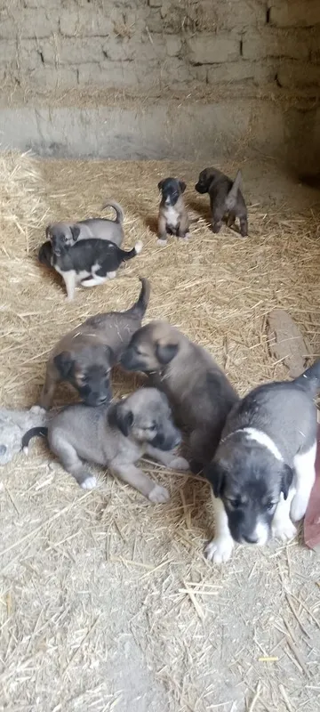 Kuchukchalar zoti dalmador tekinga berami 1 Kuchukchalar zoti dalmador tekinga berami 1