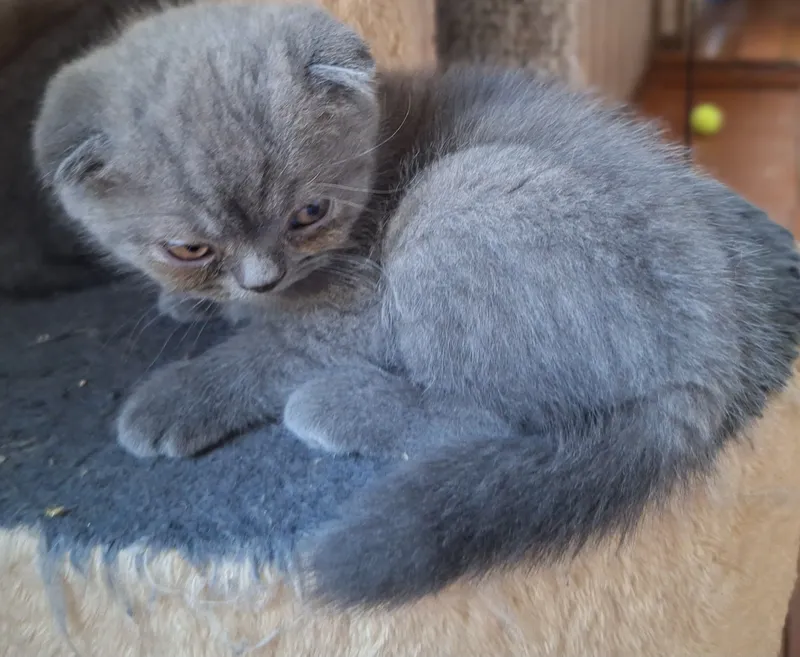 Mushuk sotiladi