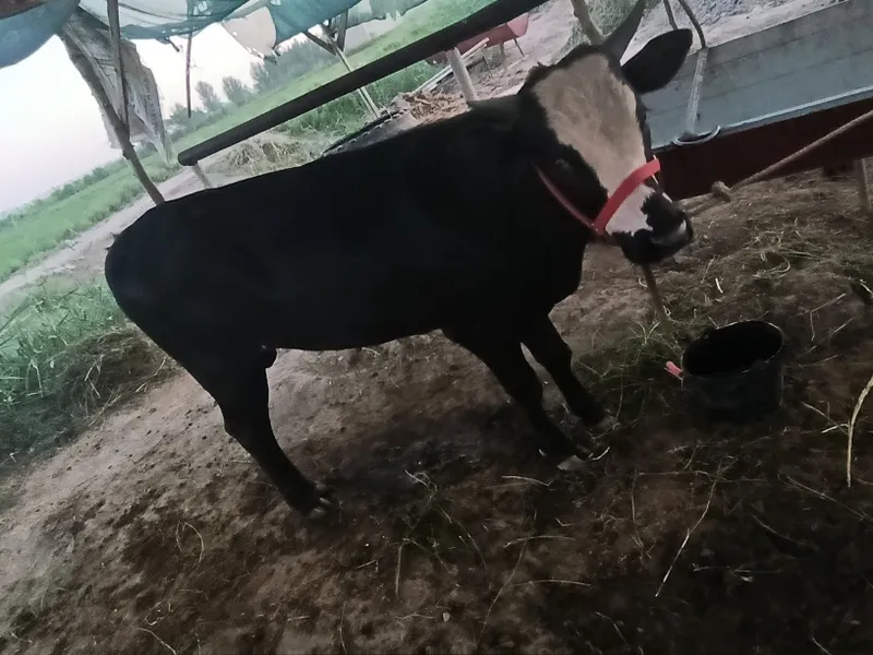 Buqqalar sotiladi 7