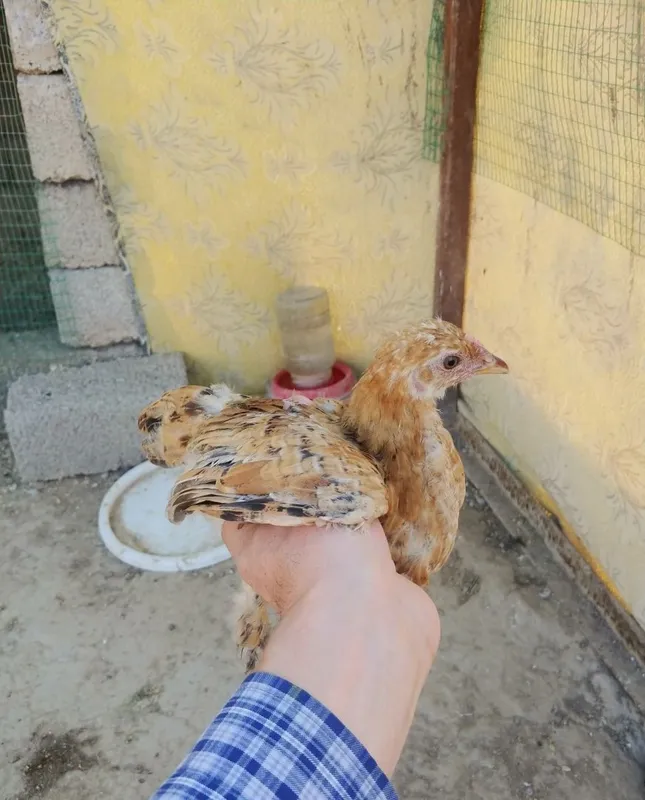 Джайдари, цыплята 5 Джайдари, цыплята 5
