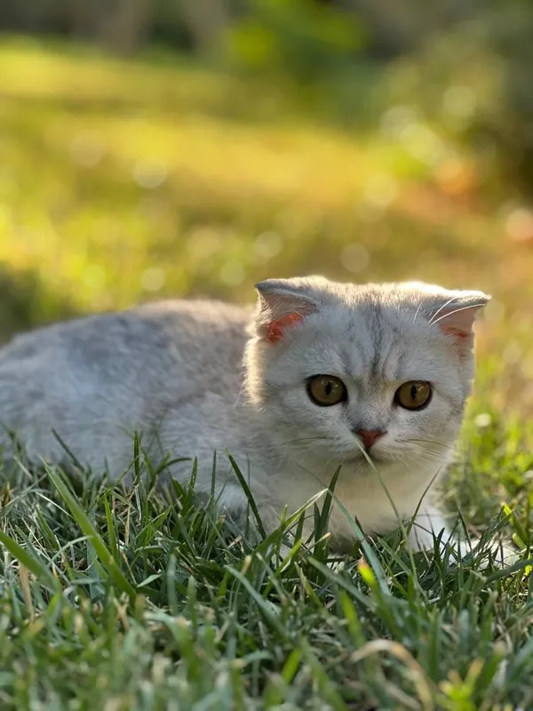 Продается Чистокровный Вислоухий кот,шотландец — фото 1