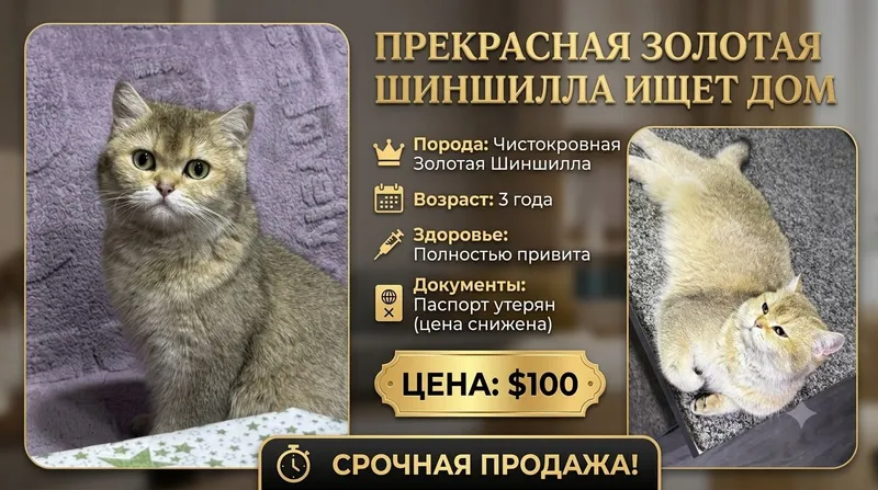 Juda katta oltin chinshillani sotaman Juda katta oltin chinshillani sotaman
