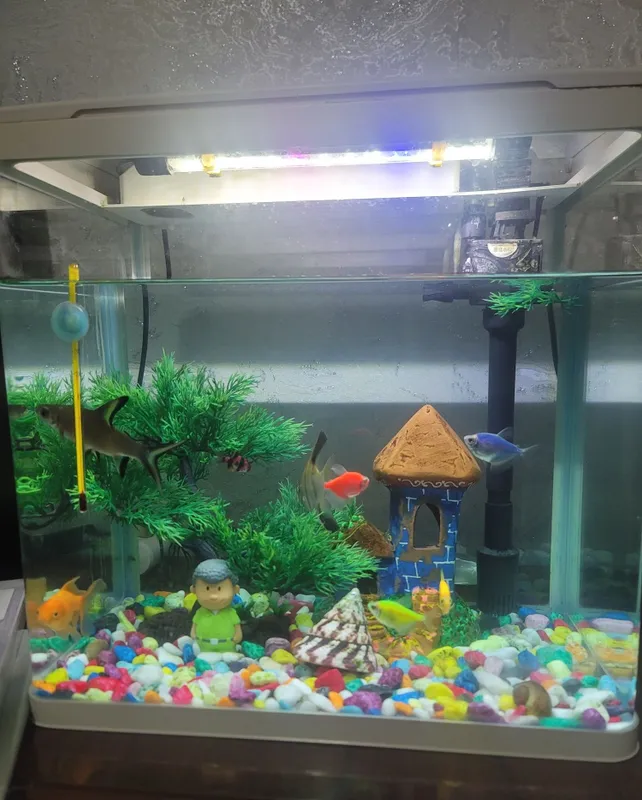 Akuvarium full 30-35 L 1 Akuvarium full 30-35 L 1