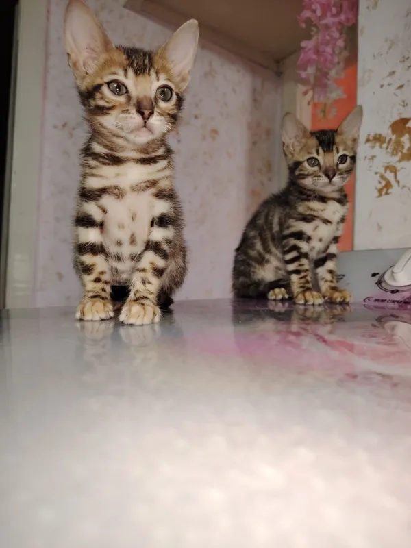 mushukchalar