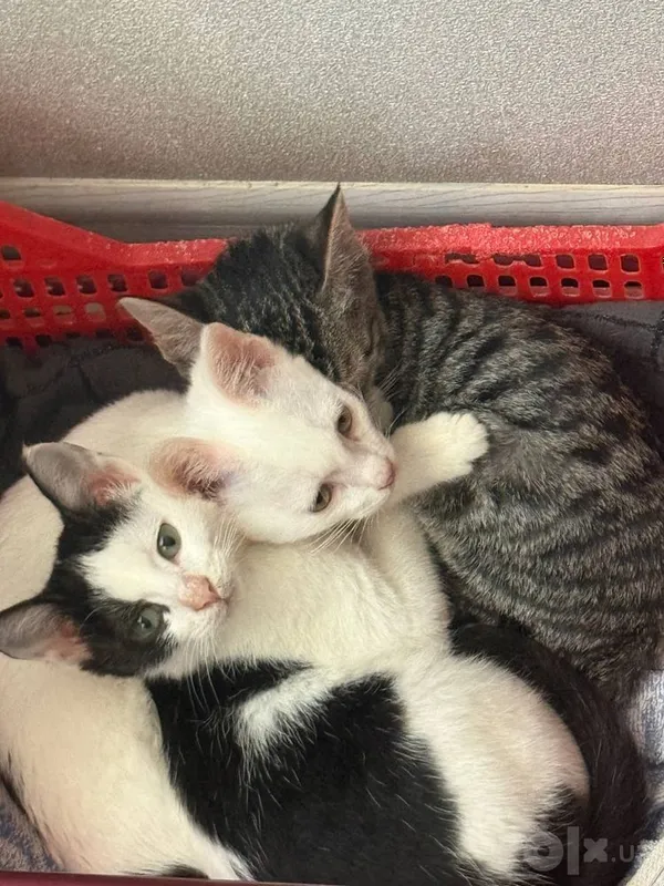 Отдаю в добрые руки кошку 1 Отдаю в добрые руки кошку 1