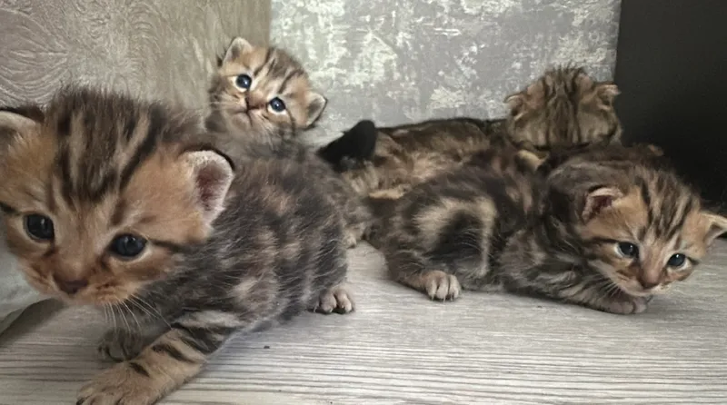Zotdor mushukchalar sotiladi, Scottish Fold 4 Zotdor mushukchalar sotiladi, Scottish Fold 4