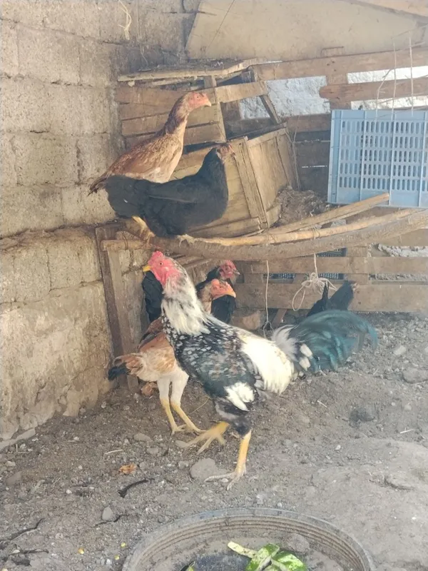 Tovuqlar sotiladi soglom kamaytiriwga — фото 3