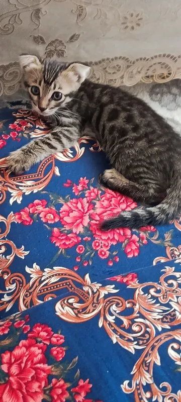 Бенгальские кот с 1