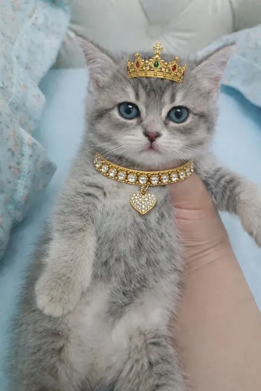 Продаются котята, от правильной вязки