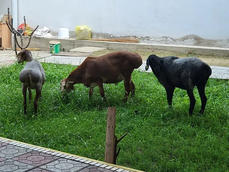 Киргиз арашан куйлар 2 Киргиз арашан куйлар 2
