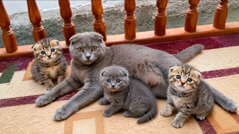 скотш фолд болалари сотилади