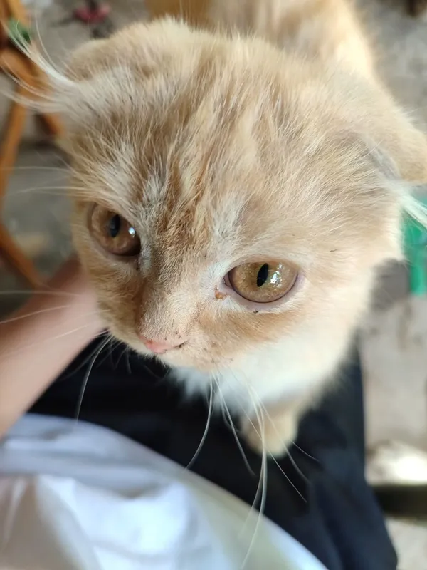 Котята 5 месяцев.