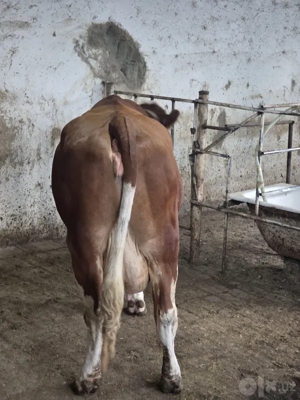 Semental Sotiladi 20 l sut beradi 3 Semental Sotiladi 20 l sut beradi 3