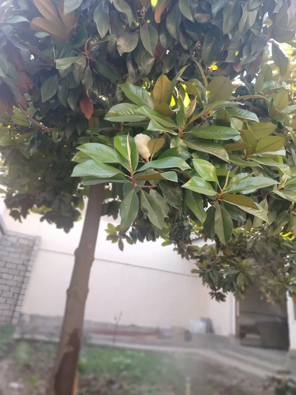 Magnolya daraxt sotiladi 12 yili — фото 1