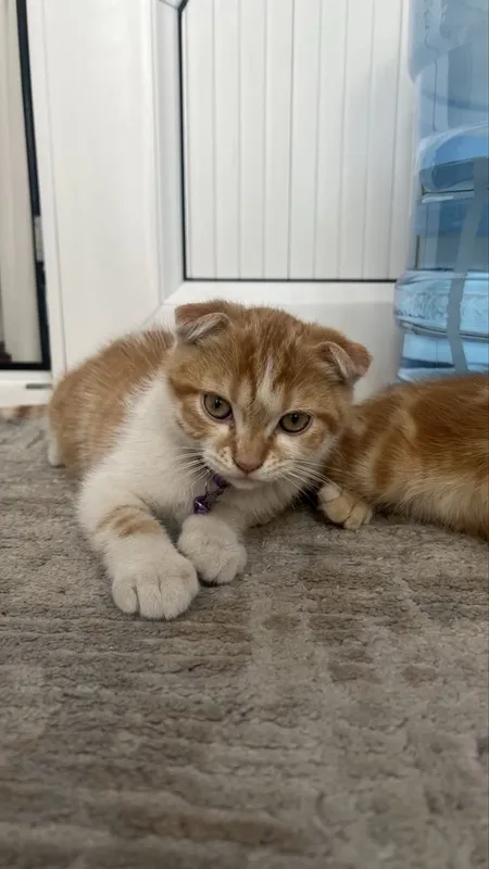 вислоухие Котята — фото 7