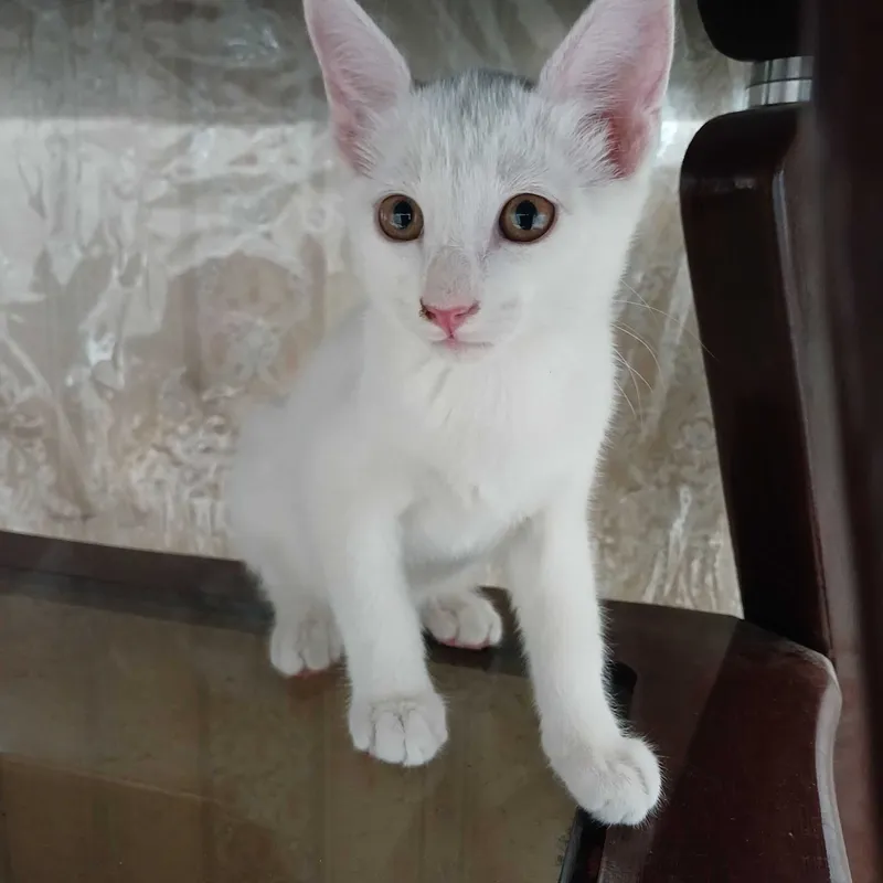 Котята в добрые руки — фото 4