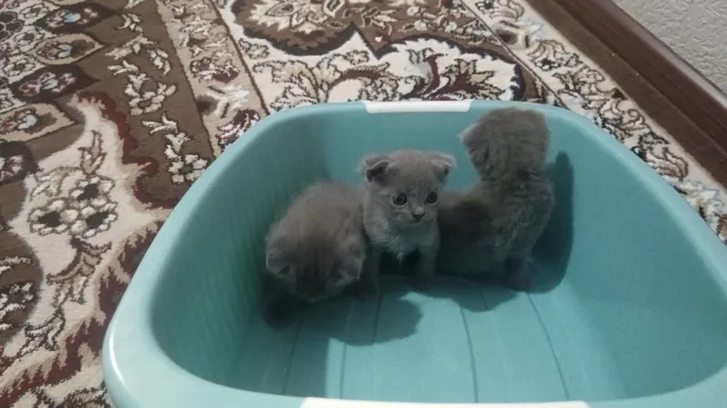 Продам породистого котята очень милый 500000т — фото 2