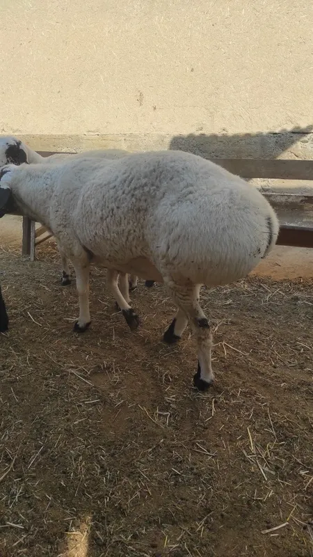 Qora quloq qoy sotiladi bittasi quchqor bittasi moda — фото 2