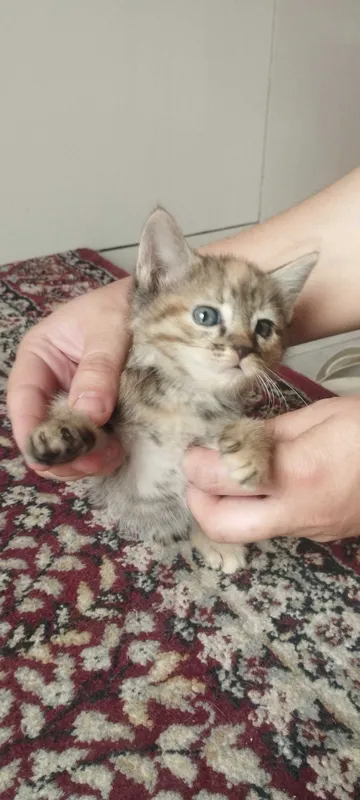 Mushuk bolasi 1 oylik