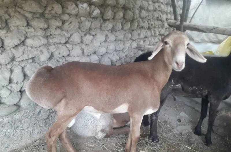 Qoy qoʻzilar qoʻylar sotamiz 5