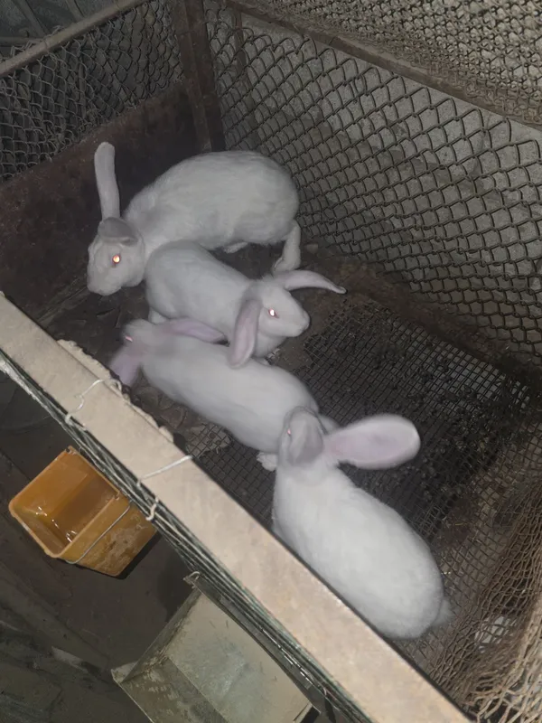 Продаётся кролики — фото 3