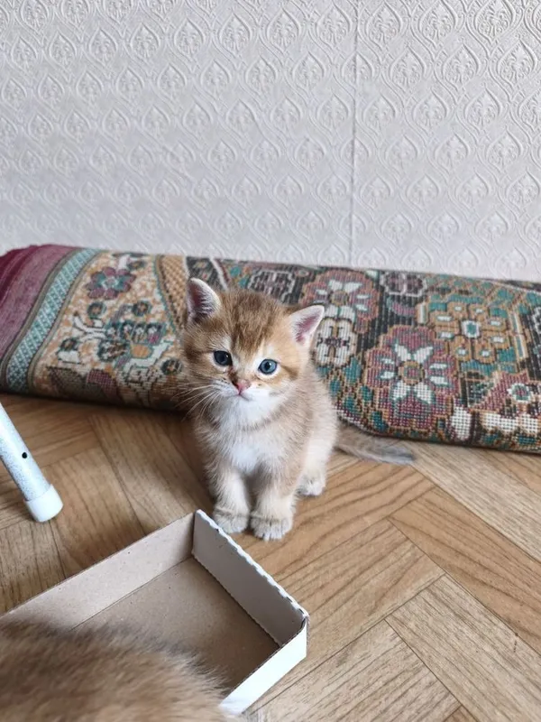 Продаются котята породы британская короткошерстная (золотая шиншилла) — фото 5