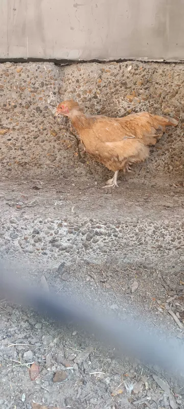 Brama tovuqlar sotiladi 4