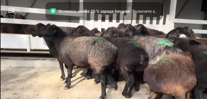 Ona qo'ylar egizchi qo'ylar sotiladi arzon narxda kelishtirib beramiz 4 Ona qo'ylar egizchi qo'ylar sotiladi arzon narxda kelishtirib beramiz 4