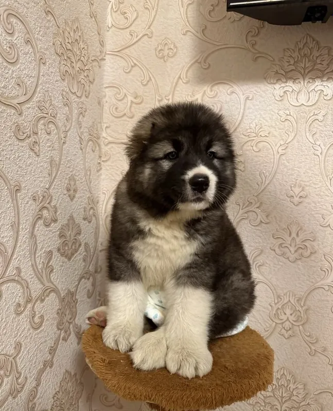 Kavkaz ovcharkasini sotaman (urg‘ochi) 1 Kavkaz ovcharkasini sotaman (urg‘ochi) 1