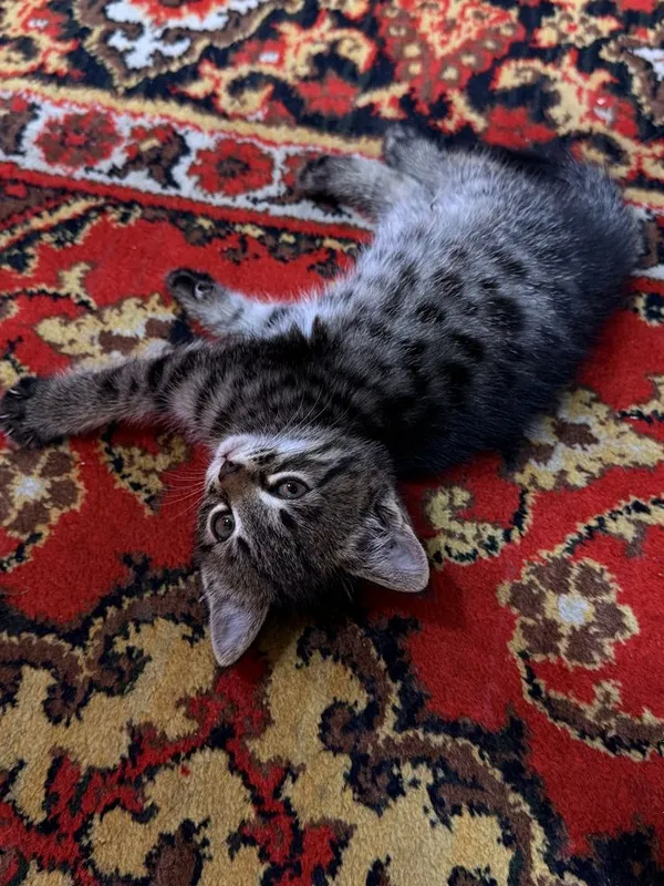 котёнок 2 месяца — фото 1