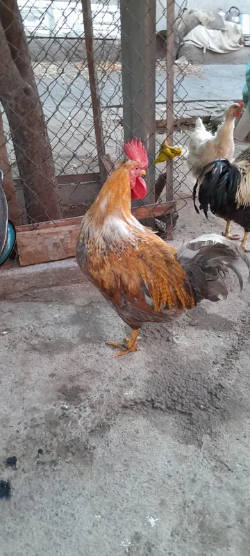 Продам петуха