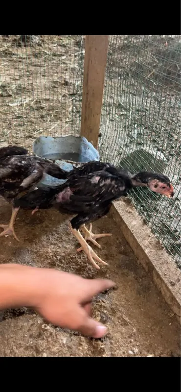 Dakan jo’jaa 2 xoroz 1 makion 3 Dakan jo’jaa 2 xoroz 1 makion 3
