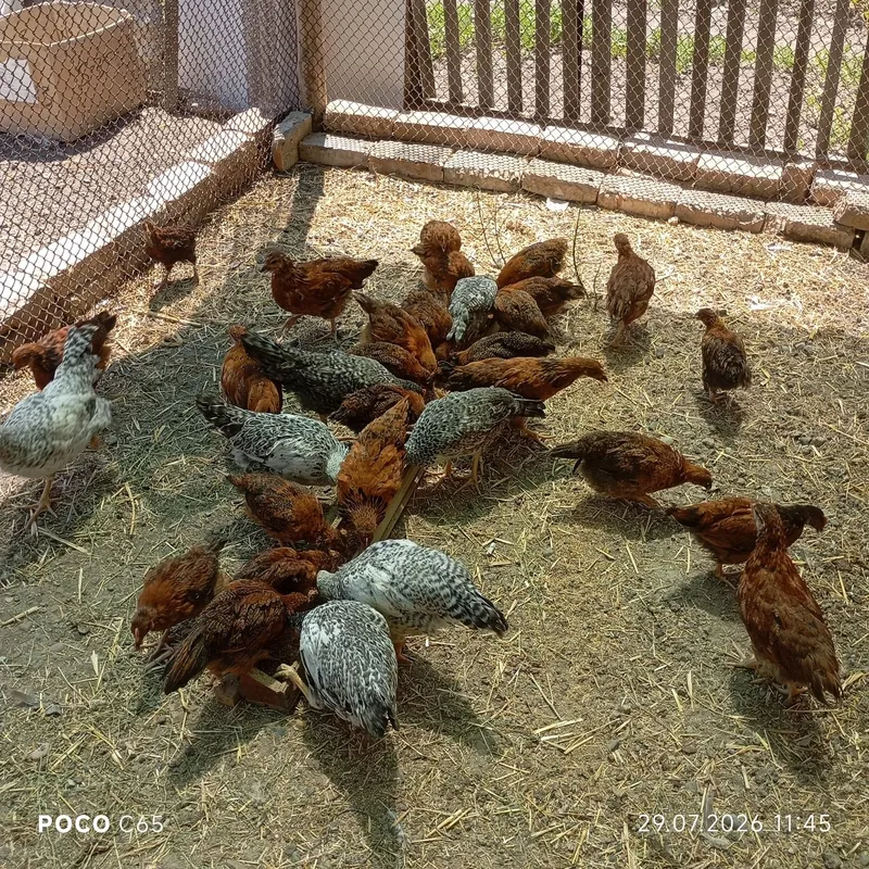Продаются Цыплята Хан Хяп 2